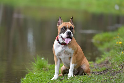 Portrait of dog sitting on grass