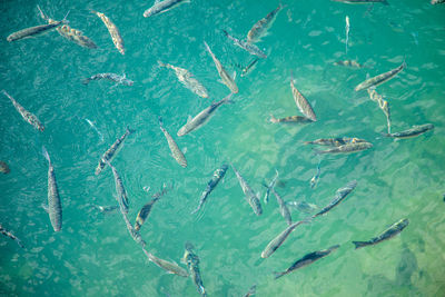 High angle view of fishes swimming in sea