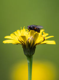 Close-up of insect on yellow flower