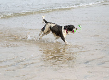 Dog running on beach