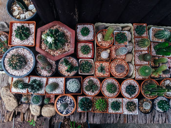 Cactus on wooden background, cactus in pot background