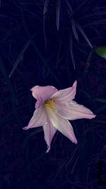 High angle view of maple leaf on field