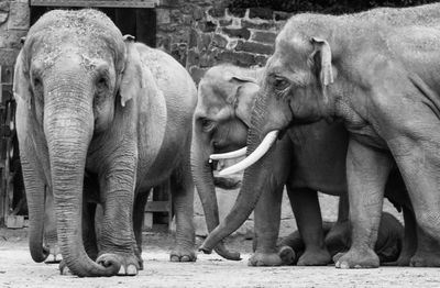 Elephants standing at chester zoo