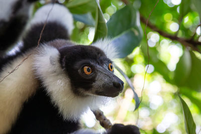 Close-up of a squirrel on tree