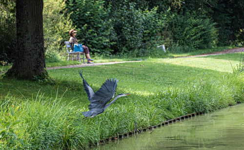 View of bird flying over water