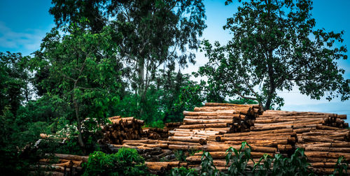 Stack of logs against trees