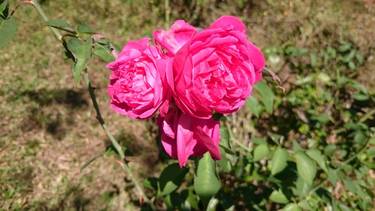 flower, pink color, fragility, nature, growth, petal, plant, beauty in nature, freshness, focus on foreground, close-up, outdoors, blooming, no people, day, flower head