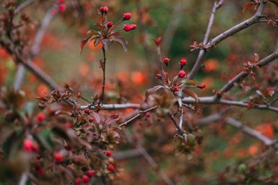 Close-up of red berries on tree