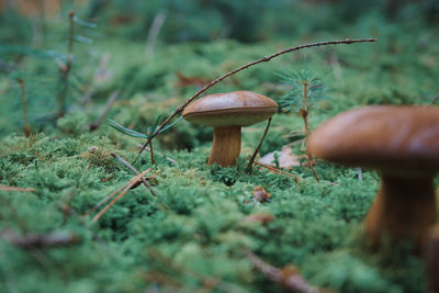 Close-up of mushroom growing on field