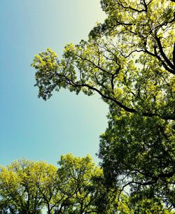 Low angle view of tree against sky