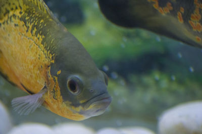 Close-up of fish swimming in aquarium