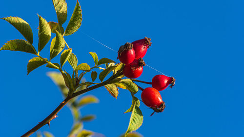 Low angle view of red berries on tree against blue sky