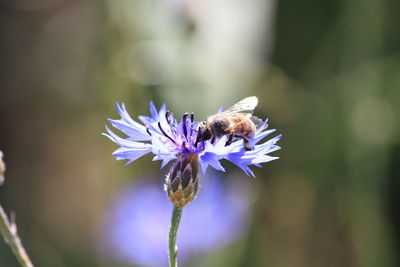 Close-up of bee on purple flower