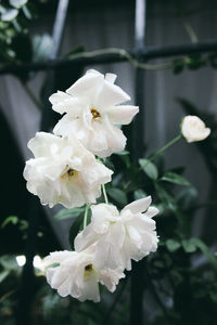 Close-up of white flowers growing outdoors