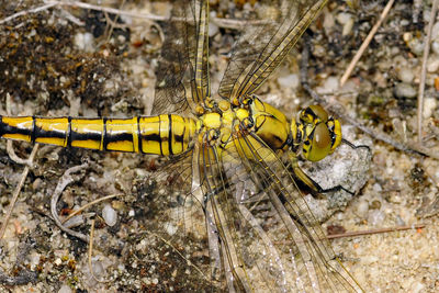 Close-up of insect