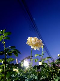 Low angle view of flowering plants against blue sky