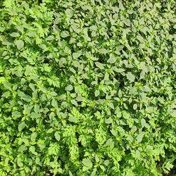 Full frame shot of fresh green plants