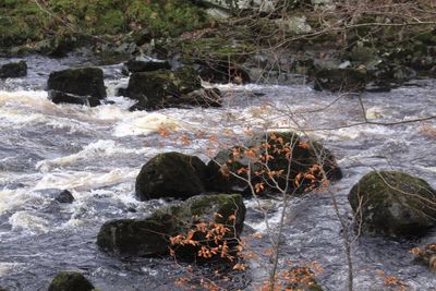 Plants growing on rocks