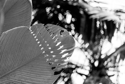Close-up of leaves on tree