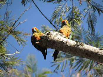 Low angle view of bird perching on tree