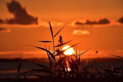 Close-up of silhouette plants against sunset sky