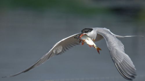 Seagull flying over fish