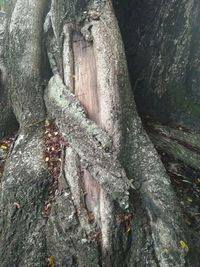 Close-up of lichen on tree trunk in forest