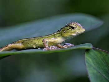 Green lizard on the leaf in rain