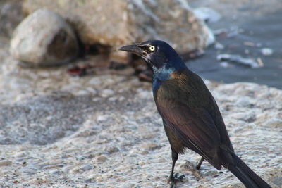 Close-up of bird perching on rock