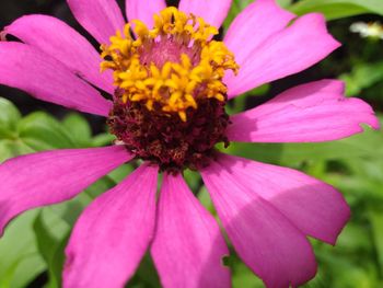 Close-up of pink flower blooming outdoors