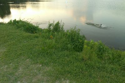 High angle view of bird on grass by lake