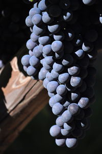 Close-up of grapes