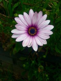 Close-up of purple flower