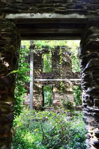 Plants growing in old building