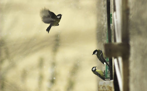 Bird flying over glass window