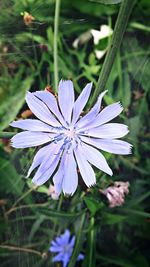 Close-up of flower