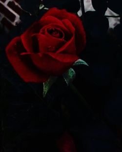 Close-up of red rose