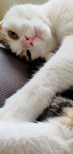 Close-up of cat sleeping