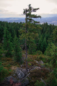 Trees in forest against sky