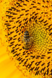 Close-up of insect on yellow flower