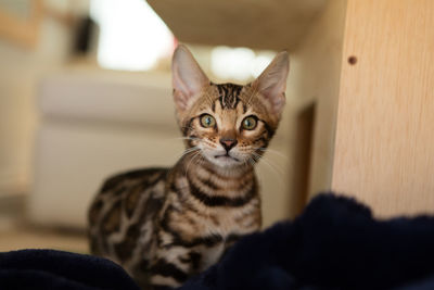 Mr pickles the bengal cat