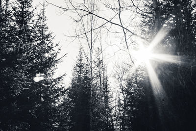 Low angle view of sun shining through trees