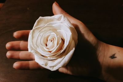 Cropped hand holding white rose