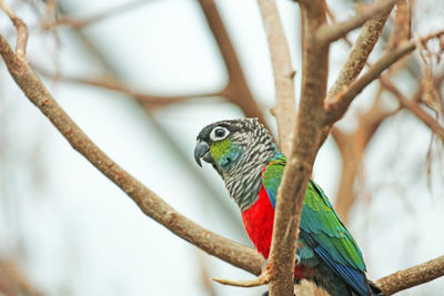 Parrot perching on tree