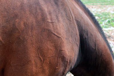 Close-up of elephant