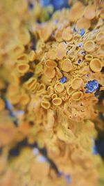 Close up of yellow flower