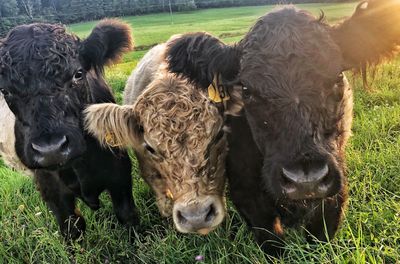 Cows on field