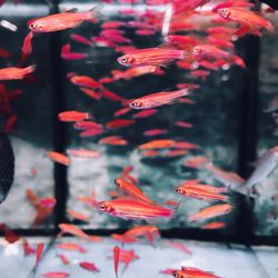 Fishes swimming in fish tank