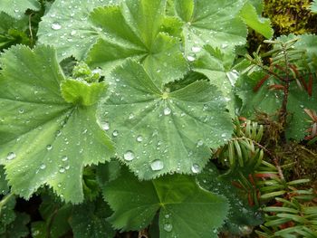 Close-up of raindrops on leaves