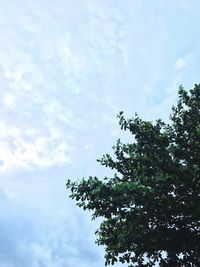 Low angle view of tree against sky